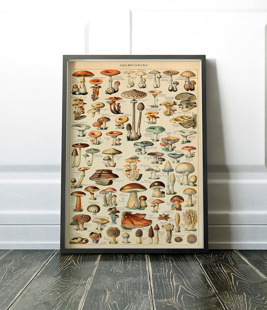 Genel Mantar Çeşitleri Sanatsal Duvar Dekorasyon Poster 40x50cm