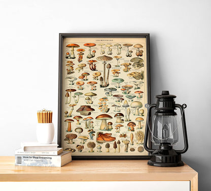 Genel Mantar Çeşitleri Sanatsal Duvar Dekorasyon Poster 40x50cm