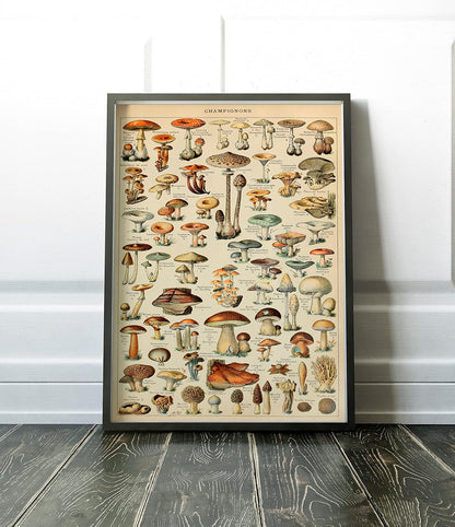 Genel Mantar Çeşitleri Sanatsal Duvar Dekorasyon Poster 40x50cm